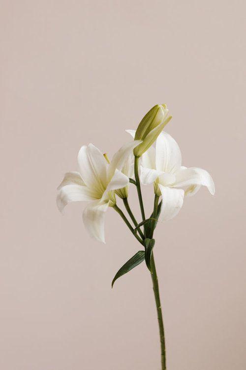 Enchanted Garden's Secret Blooms